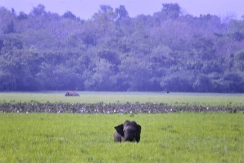 [Elefanten in Sri Lanka]