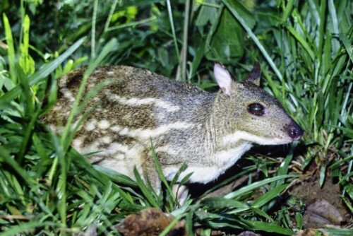 [Ceylon-Kantschil, Mouse Deer]