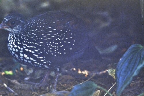 [Spurfowl, Wachtelvogel]