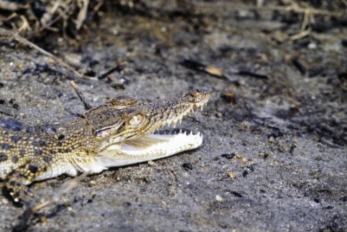 [Jungkrokodil am Ufer]