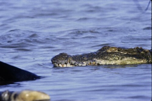 [Krokodile in Sri Lanka]