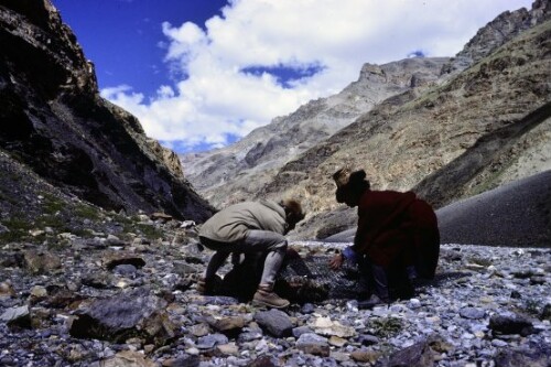 [Auf der Suche nach dem Schneeleoparden im Himalaya]