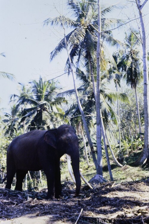 [Größter Elefant in Gefangenschaft]