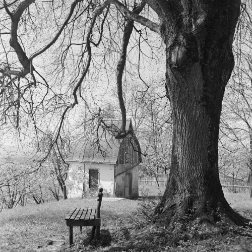 Dornbirn - Zanzenberg, Baum, Gloriette