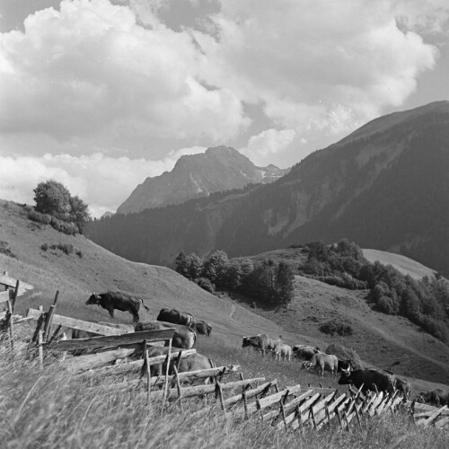 Au, Kühe auf der Wiese