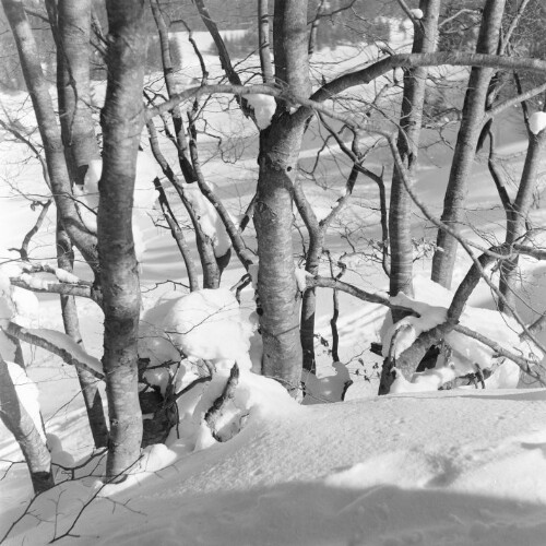 Bäume im Schnee