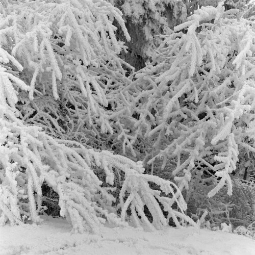 Verschneiter Baum