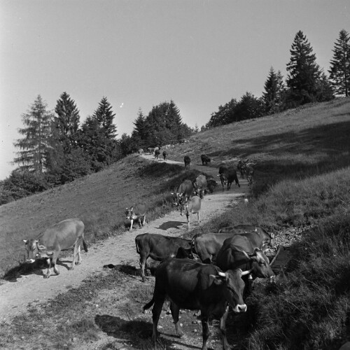 Dornbirn Kehlegg, Alpabtrieb