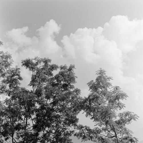 Bäume gegen den Himmel