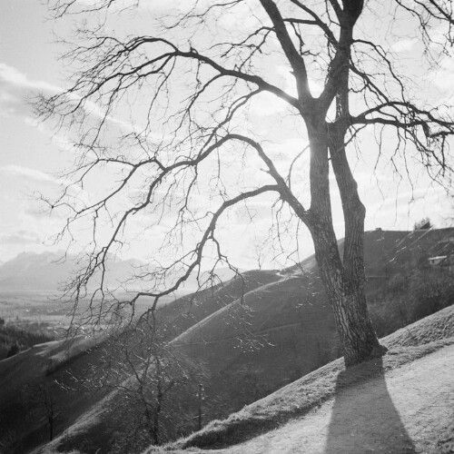 Baum gegen den Abendhimmel