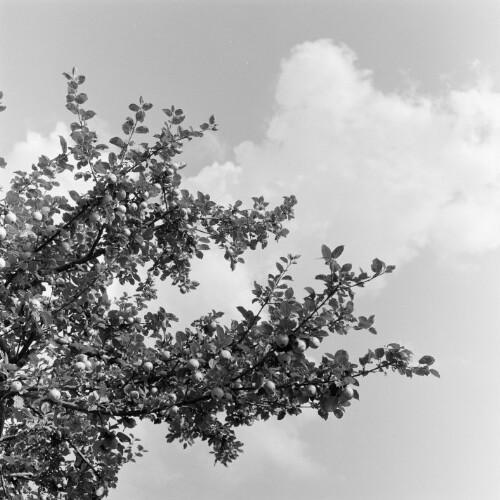 Baum gegen den Himmel