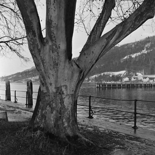 Bregenz - Molo, Baum