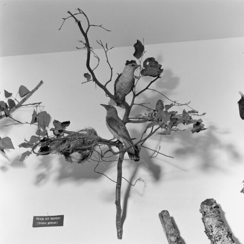 Dornbirn, Naturschau