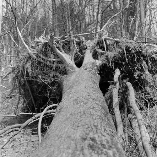 Entwurzelter Baum