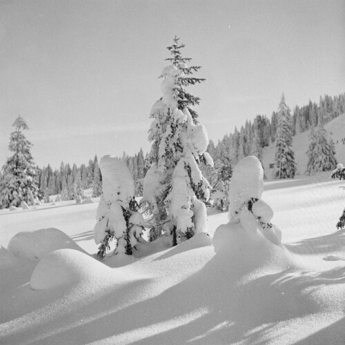 Schwarzenberg - Bödele, Baum