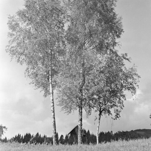 Vorarlberg, Baum, Birke