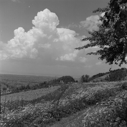 Wiese mit Wolken