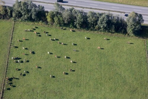 [Satteins - Walgauautobahn, Landwirtschaft]