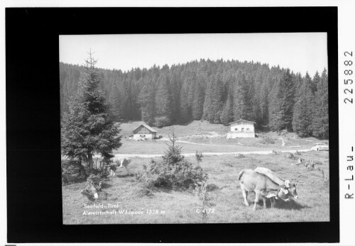 Seefeld - Tirol / Almwirtschaft Wildmoos 1338 m