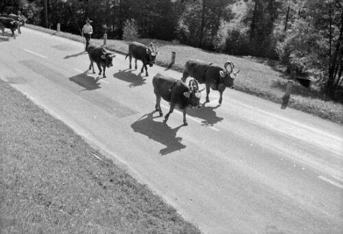 Alpabtrieb im Bregenzerwald