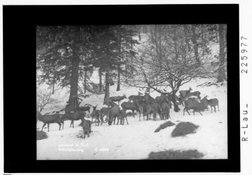 Leutasch in Tirol / Wildfütterung