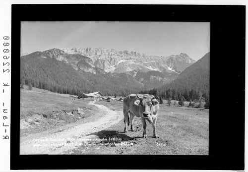 Leutasch - Gaistal / Tirol / Hämmermoosalm 1400 m gegen Teufelsgrat 2622 m und Oberreintalschrofen 2521 m