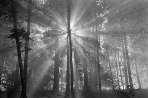 Wald am Bregenzer Gebhardsberg