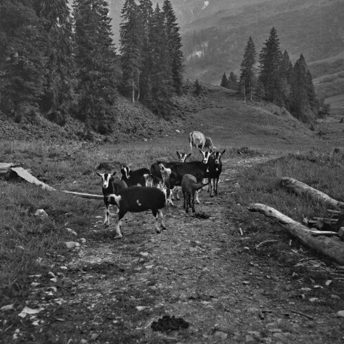 Alpe Unterspitz bei Schönenbach
