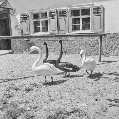 Schwarze Schwäne beim Gasthaus Sennhof