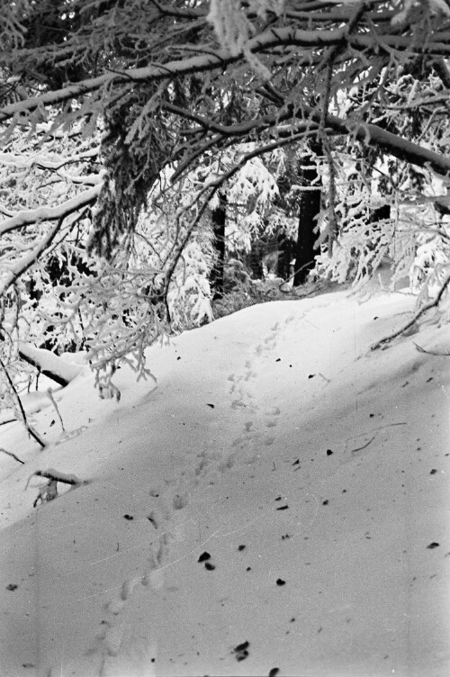 Sonnenstrahlen im Winterwald