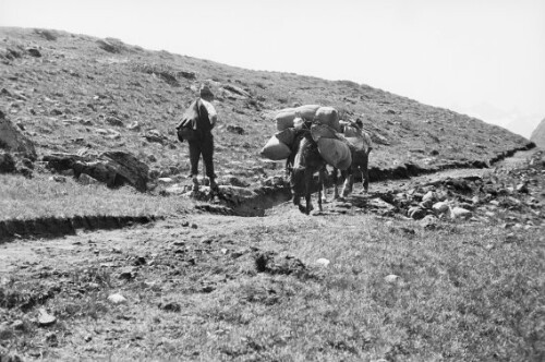 Maultiere für die Heilbronner Hütte