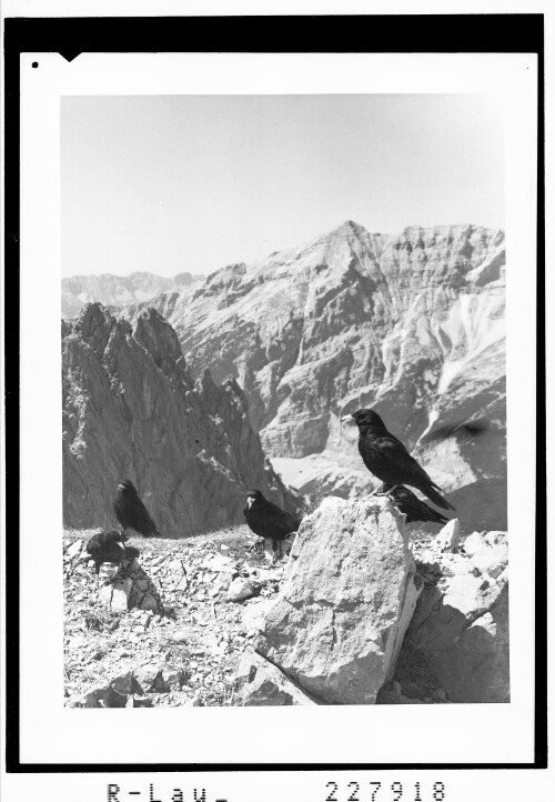 [Bergdohlen am Hafelekar / Tirol]