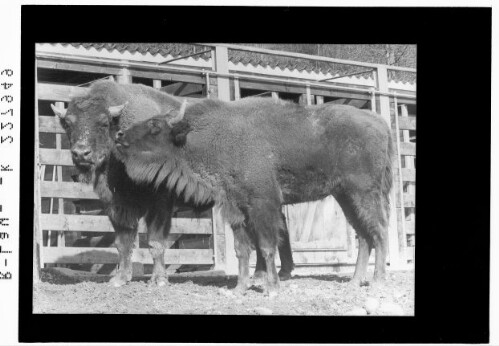 [Innsbrucker Alpenzoo / Wisentkuh mit Wisentbulle]