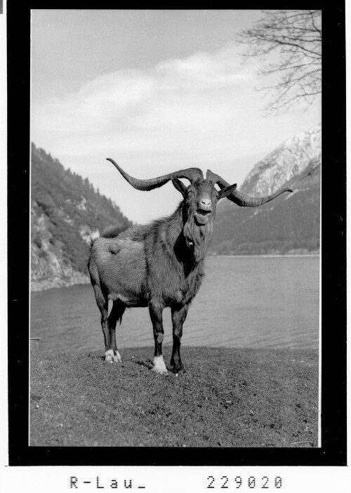 [Geissbock auf der Geissalm am Achensee / Tirol]