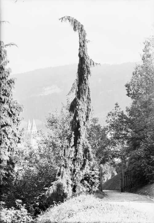 Blick auf die Herz Jesu Kirche aus dem Thurn und Taxis Park