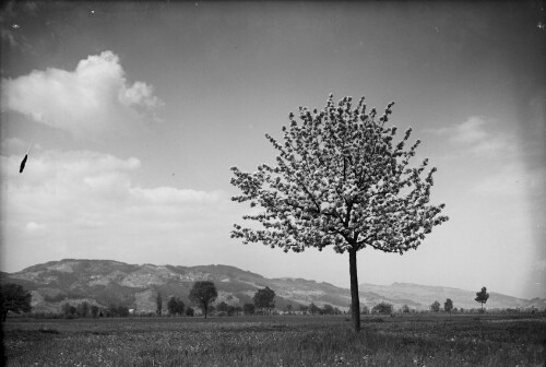 Blühender Baum bei Höchst