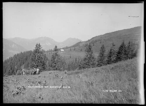 Neuhornbach mit Kanisfluh 2047 M