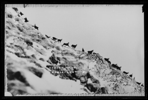 Gemsen auf der Kanisfluh