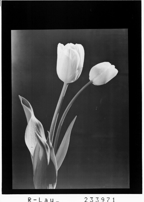 [Weisse Tulpe]