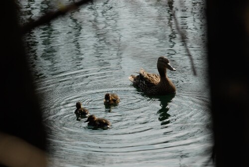 Alter Rhein - Tiere und Pflanzen