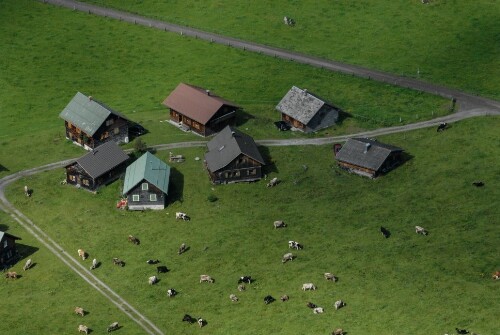 Nenzinger Himmel - Alpenflora