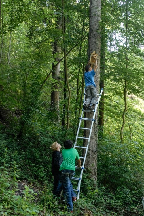 Rankweil - Hauptschule - Nistkästen