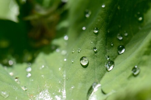 Röns und Schlins im Frühling