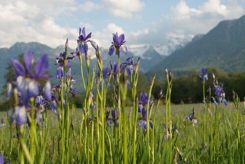 Satteins - Ried - Irisblüte