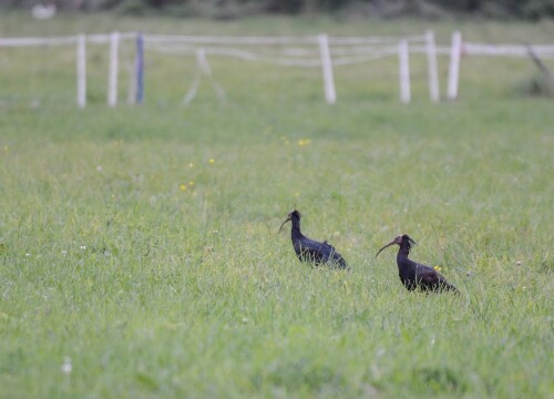 Satteins - Waldrapp