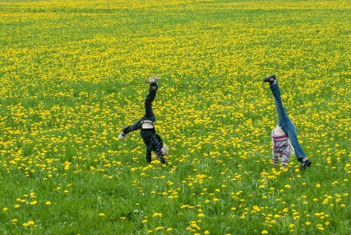 Schlins - Löwenzahnblüte
