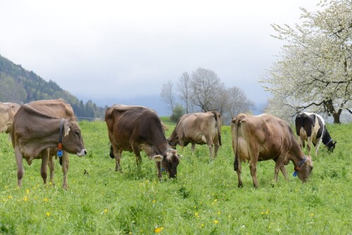 Schnifis - Dorf