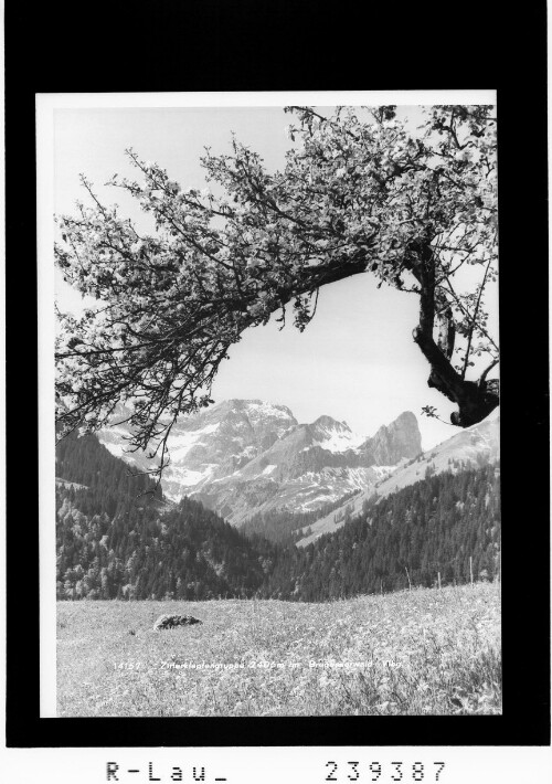 Zitterklapfengruppe 2406 m im Bregenzerwald / Vorarlberg : [Blick zum Zitterklapfen]