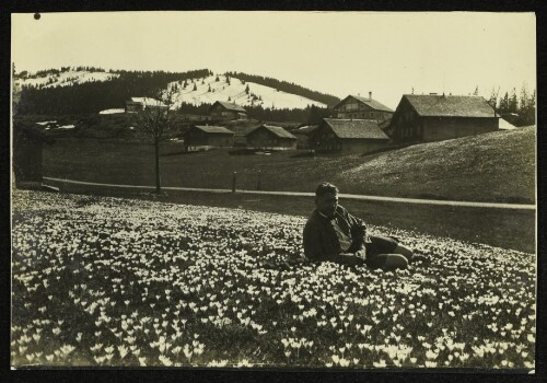 Liegewiese aus Krokus