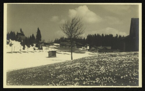 Krokuswiese vor dem Alpenhotel